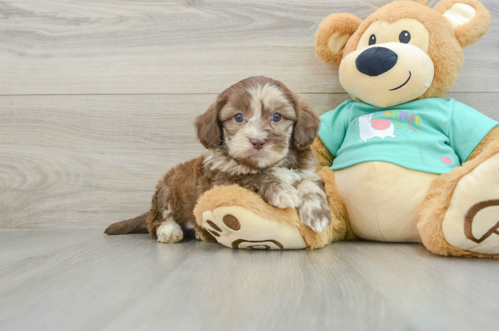 6 week old Shih Poo Puppy For Sale - Simply Southern Pups