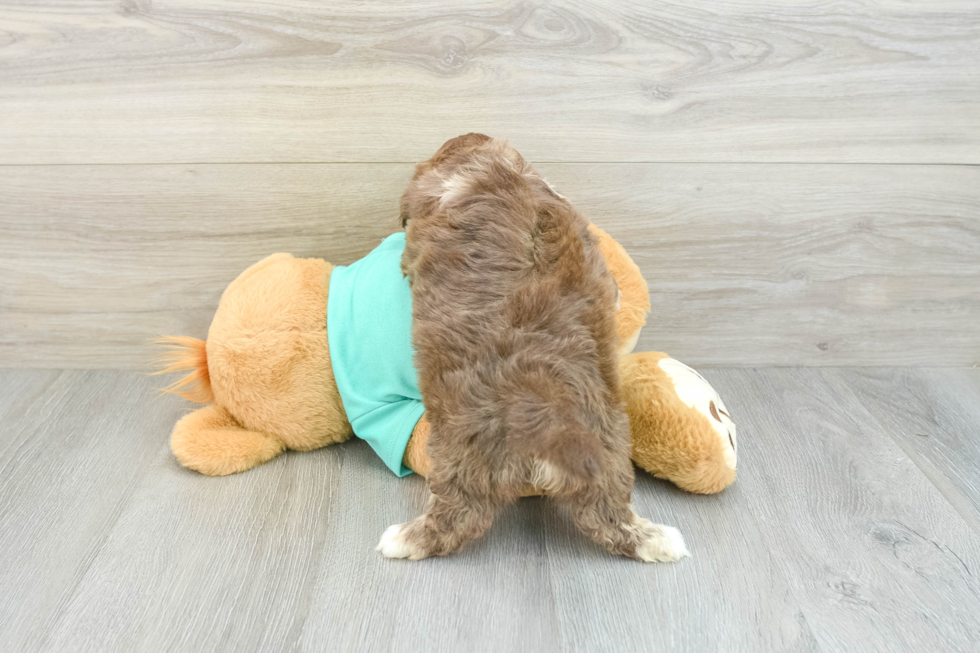 Adorable Shihpoo Poodle Mix Puppy