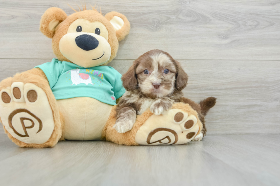 Shih Poo Pup Being Cute