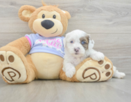 8 week old Shih Poo Puppy For Sale - Simply Southern Pups