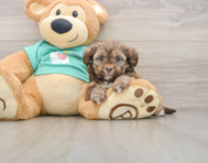 5 week old Shih Poo Puppy For Sale - Simply Southern Pups