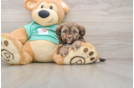 Fluffy Shih Poo Poodle Mix Pup