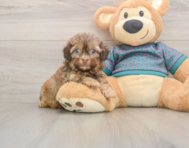 6 week old Shih Poo Puppy For Sale - Simply Southern Pups