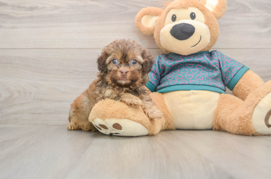 Shih Poo Pup Being Cute