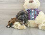 7 week old Shih Poo Puppy For Sale - Simply Southern Pups