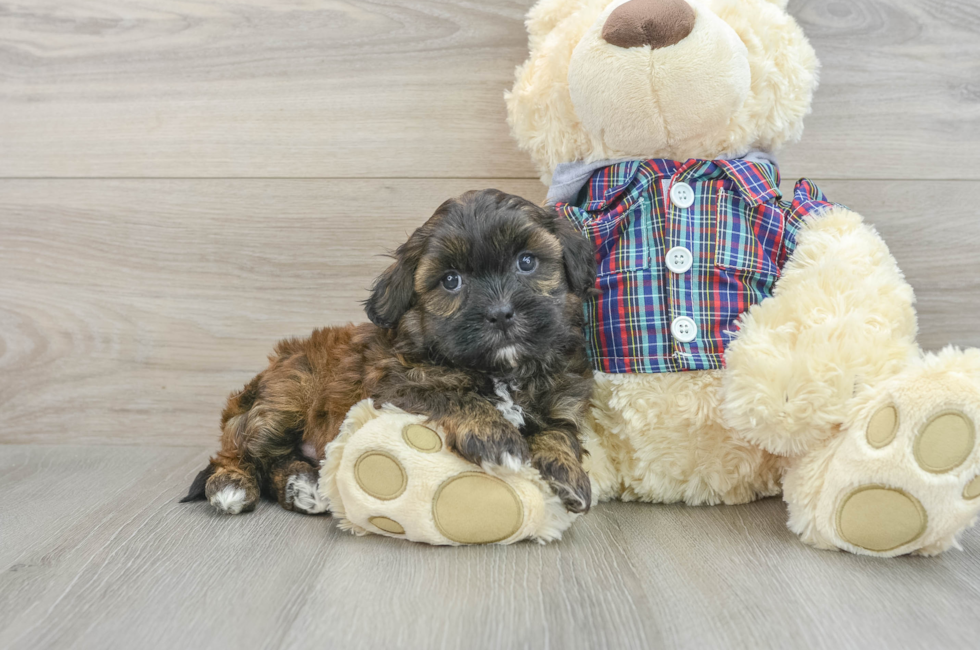 6 week old Shih Poo Puppy For Sale - Simply Southern Pups