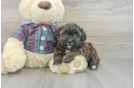 Hypoallergenic Shih Poo Poodle Mix Puppy