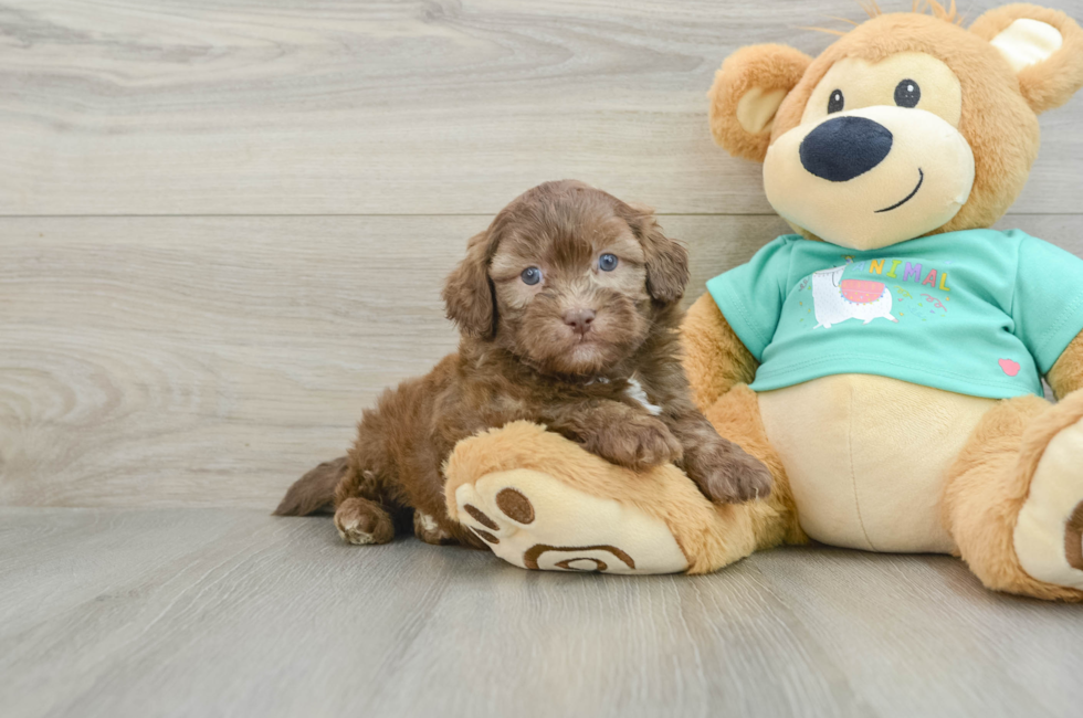 6 week old Shih Poo Puppy For Sale - Simply Southern Pups