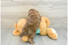 Shih Poo Puppy for Adoption