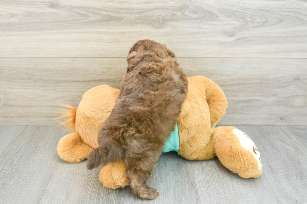 Shih Poo Puppy for Adoption