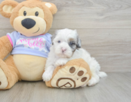 6 week old Shih Poo Puppy For Sale - Simply Southern Pups