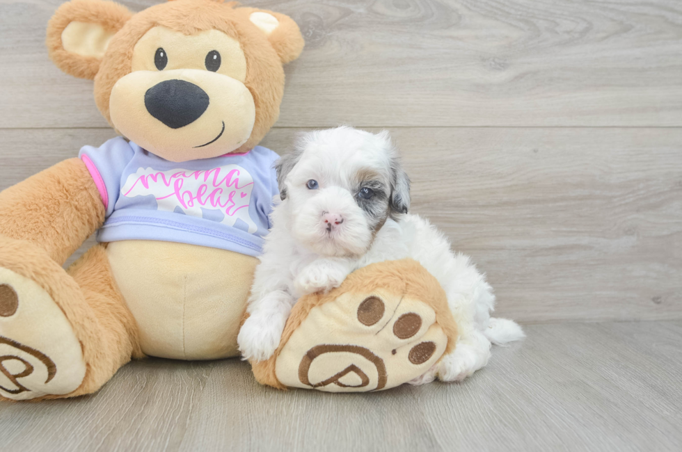 5 week old Shih Poo Puppy For Sale - Simply Southern Pups
