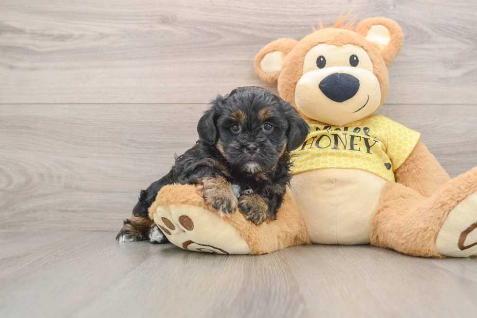 Shih Poo Puppy for Adoption