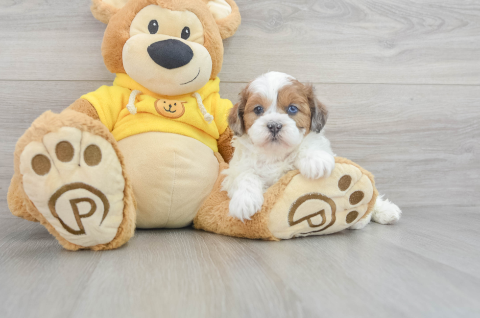 8 week old Shih Poo Puppy For Sale - Simply Southern Pups