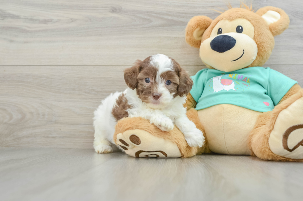 6 week old Shih Poo Puppy For Sale - Simply Southern Pups