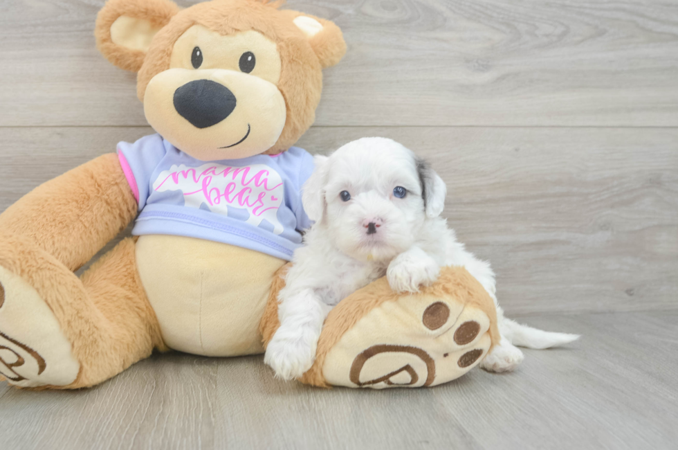 5 week old Shih Poo Puppy For Sale - Simply Southern Pups