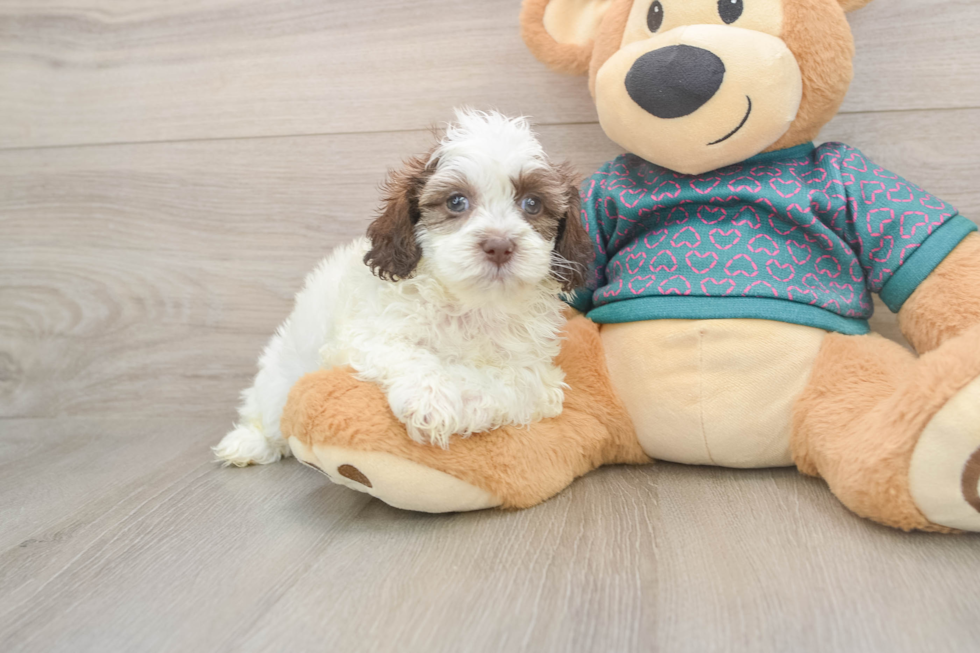Shih Poo Pup Being Cute