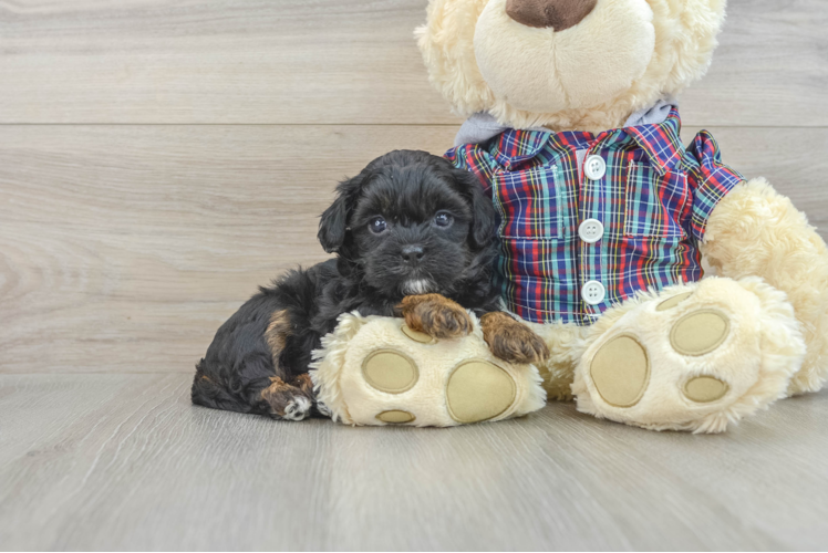 Best Shih Poo Baby