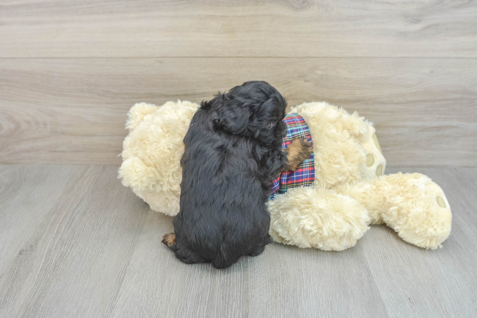 Shih Poo Pup Being Cute