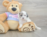 8 week old Shih Poo Puppy For Sale - Simply Southern Pups