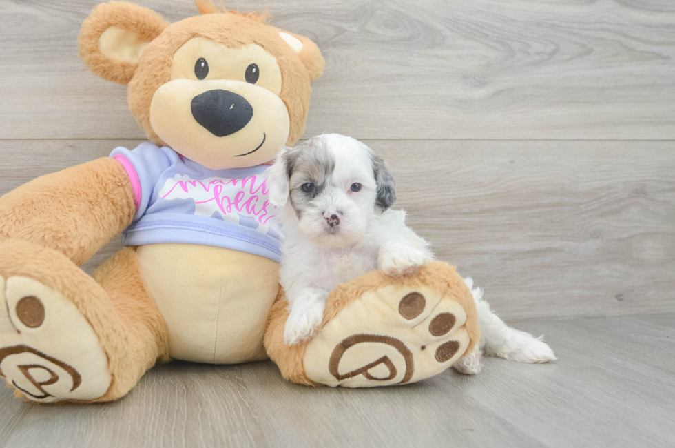 5 week old Shih Poo Puppy For Sale - Simply Southern Pups