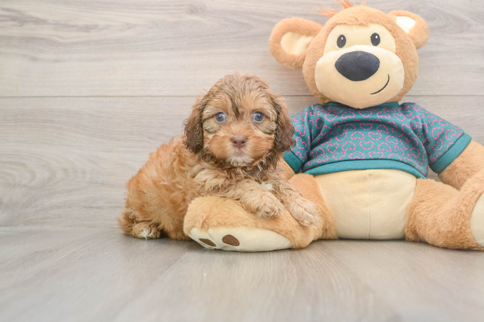 Shih Poo Puppy for Adoption