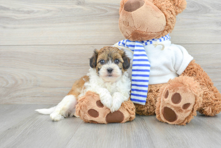 Shih Poo Pup Being Cute
