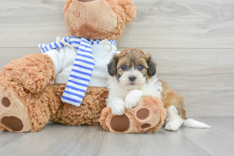 Sweet Shih Poo Baby
