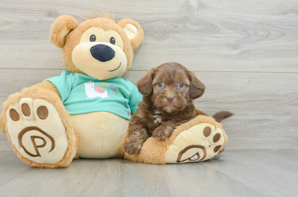 6 week old Shih Poo Puppy For Sale - Simply Southern Pups