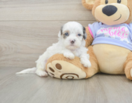 6 week old Shih Poo Puppy For Sale - Simply Southern Pups