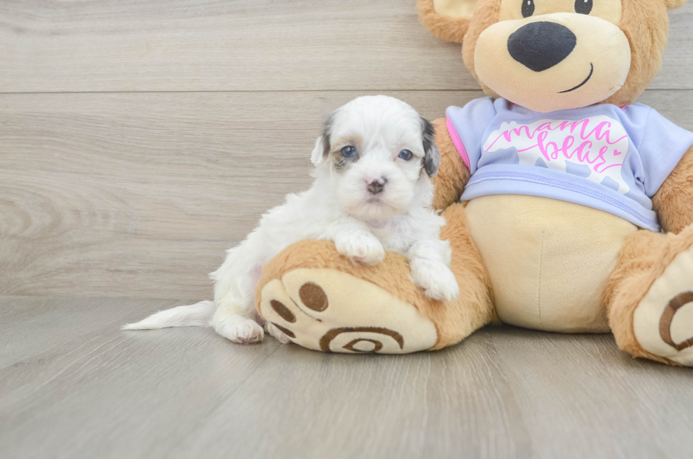 5 week old Shih Poo Puppy For Sale - Simply Southern Pups