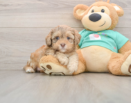 5 week old Shih Poo Puppy For Sale - Simply Southern Pups