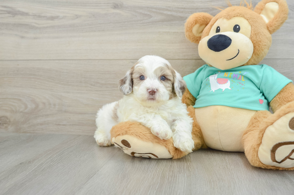 6 week old Shih Poo Puppy For Sale - Simply Southern Pups