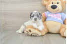 Energetic Shih Poo Poodle Mix Puppy