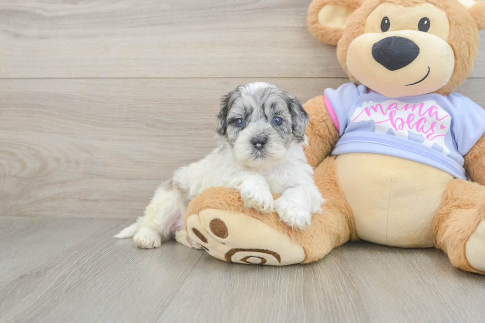 Energetic Shih Poo Poodle Mix Puppy