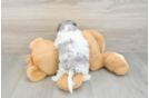 Energetic Shihpoo Poodle Mix Puppy