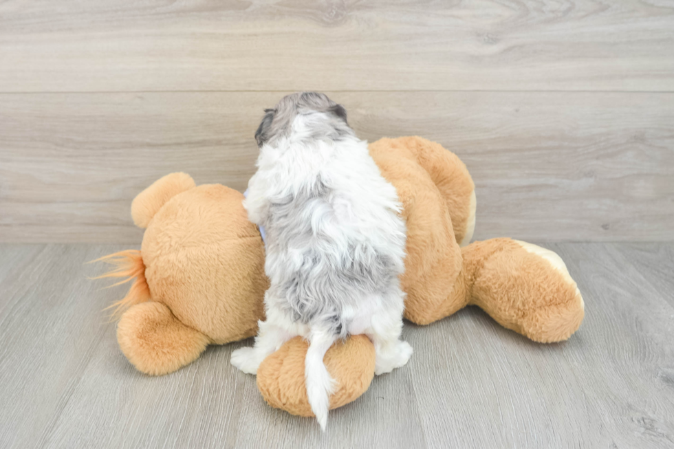 Energetic Shihpoo Poodle Mix Puppy