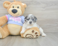 6 week old Shih Poo Puppy For Sale - Simply Southern Pups