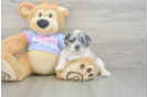 Fluffy Shih Poo Poodle Mix Pup