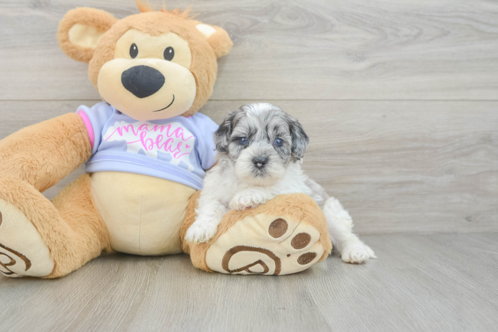 Fluffy Shih Poo Poodle Mix Pup