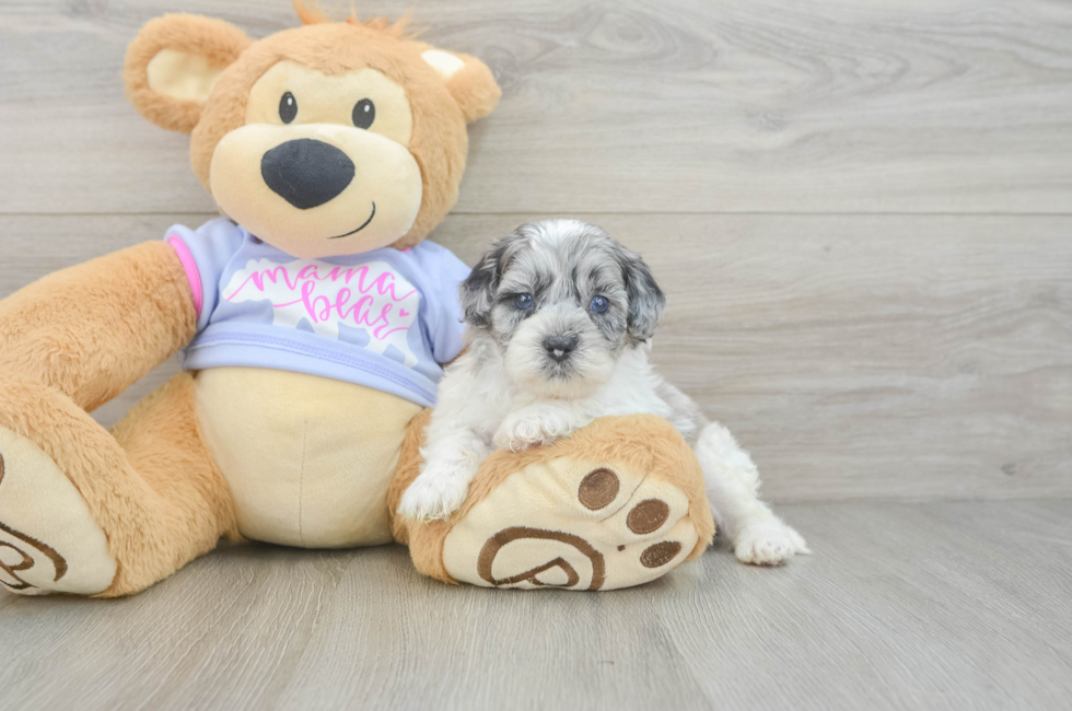 5 week old Shih Poo Puppy For Sale - Simply Southern Pups