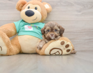 5 week old Shih Poo Puppy For Sale - Simply Southern Pups