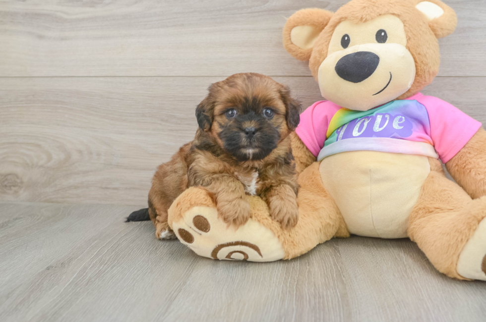 5 week old Shih Poo Puppy For Sale - Simply Southern Pups