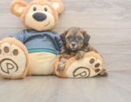 5 week old Shih Poo Puppy For Sale - Simply Southern Pups