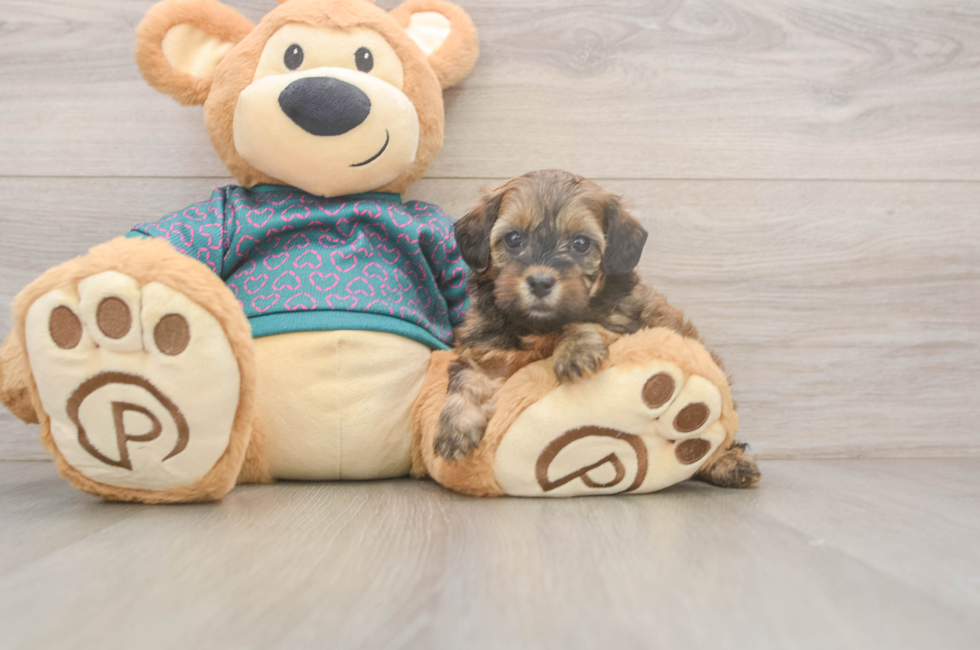 5 week old Shih Poo Puppy For Sale - Simply Southern Pups