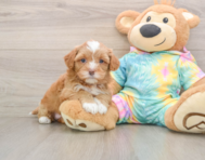 5 week old Shih Poo Puppy For Sale - Simply Southern Pups