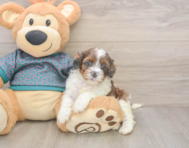 5 week old Shih Poo Puppy For Sale - Simply Southern Pups