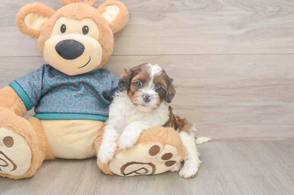 5 week old Shih Poo Puppy For Sale - Simply Southern Pups