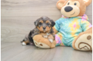 Hypoallergenic Shih Poo Poodle Mix Puppy