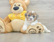 6 week old Shih Poo Puppy For Sale - Simply Southern Pups